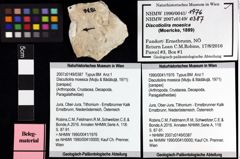 Foto (Objket + Etiketten) von Discutiolira moesica (Muţiu & Bădăluţă, 1971) 